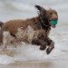 Dog fun_2